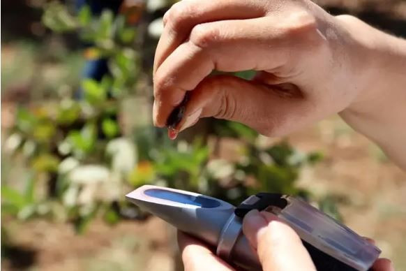 Bir zamanlar kimse tanımıyordu: Süper meyve olarak anılıyor - Resim: 1