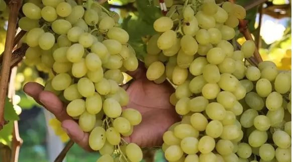 Bu iki meyveyi sofranızdan eksik etmeyin: Kalp ve damar sağlığını destekliyor - Resim: 7