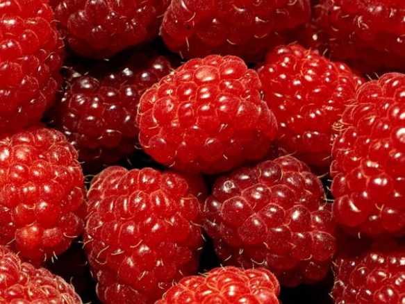 Fizyoterapistti, çiftçi oldu: Üretimi bir yılda 5 kat artırmayı hedefliyor - Resim: 4