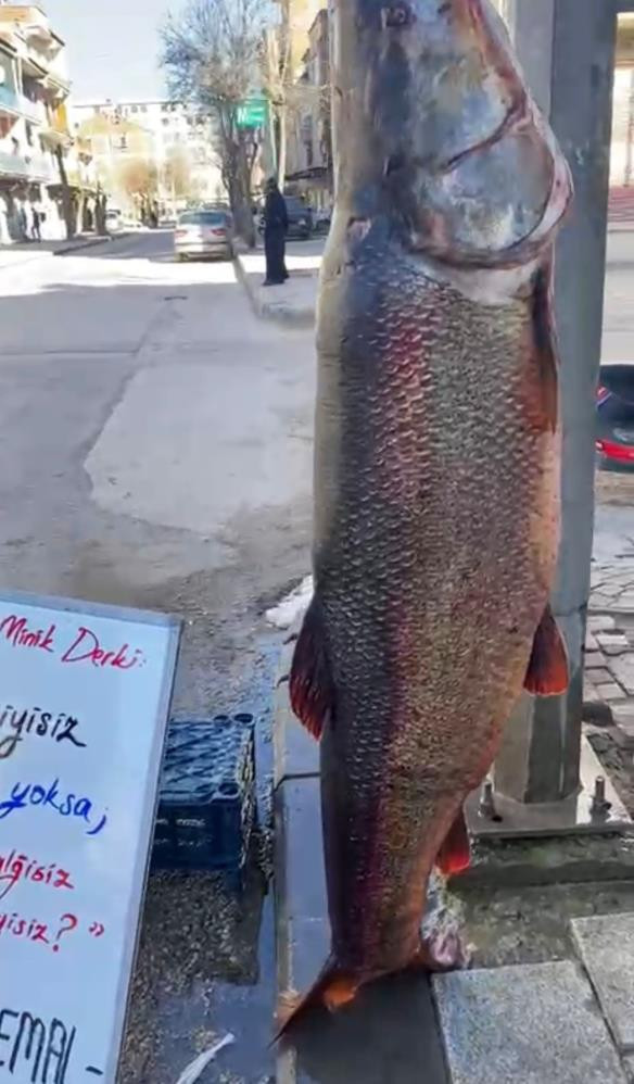 Elazığ’da 97 kilogram turna balığı yakalandı - Resim : 1