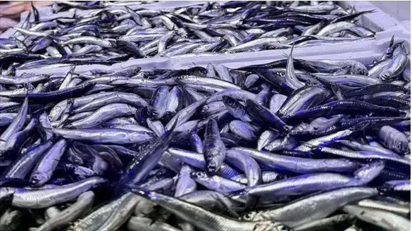 Kalbi koruyor, beyni güçlendiriyor: Sofranın en ucuzu, sağlığın en güçlüsü - Resim: 7