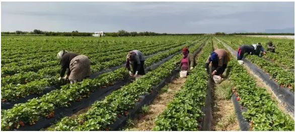 Silifke’nin kırmızı altını: 45 derece sıcağın altında toplanıyor - Resim: 2