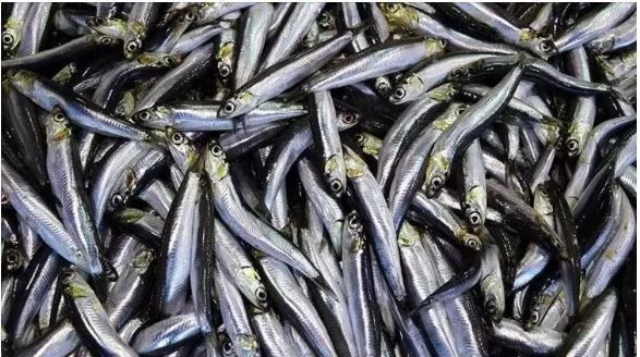 Kalbi koruyor, beyni güçlendiriyor: Sofranın en ucuzu, sağlığın en güçlüsü - Resim: 4