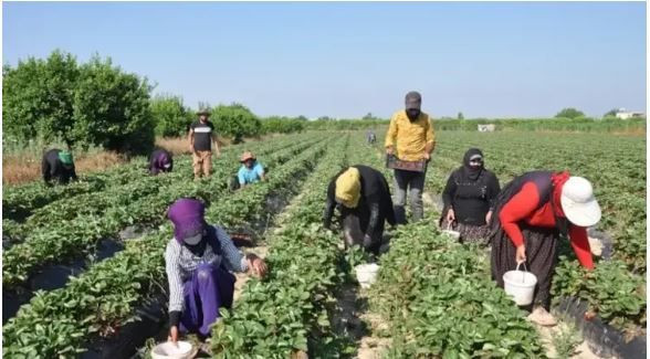 Silifke’nin kırmızı altını: 45 derece sıcağın altında toplanıyor - Resim: 3