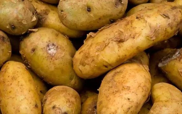 Patatesin bozulmasını engelleyen mucize yöntem: Sadece 1 tane koyun - Resim: 7