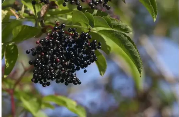 Bağışıklığı güçlendiren mor mucize: Faydaları saymakla bitmiyor - Resim: 3