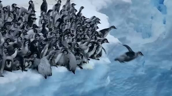 Antarktika'nın yerlilerinden kötü haber: Dünyanın en büyük penguen kolonisi artık en büyük değil - Resim: 7