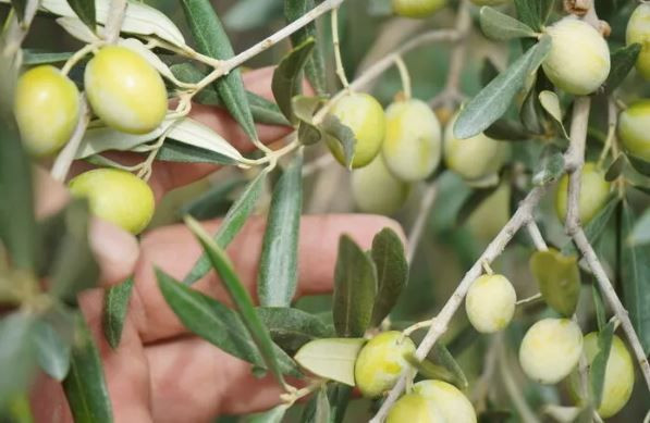 Üreticinin umudu bir başka bahara kaldı: Bahçede 10 lira - Resim: 10
