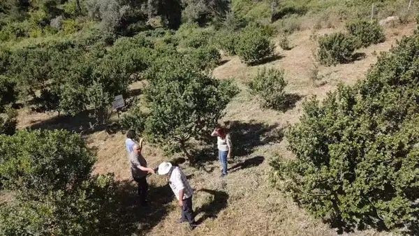 1 yılda meyve veren 3 ağaç türü: Üreticisine kısa vadede yüksek gelir sağlıyor - Resim: 7