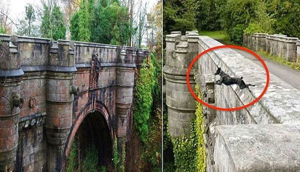 Köpeklerin intihar ettiği yer gizemini koruyor... Hayvanseverlerin kabus yeri - Resim: 5