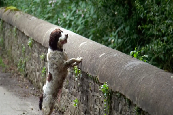 Köpeklerin intihar ettiği yer gizemini koruyor... Hayvanseverlerin kabus yeri - Resim: 9
