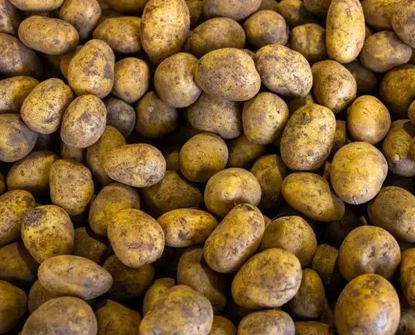 Patatesin bozulmasını engelleyen mucize yöntem: Sadece 1 tane koyun - Resim: 1