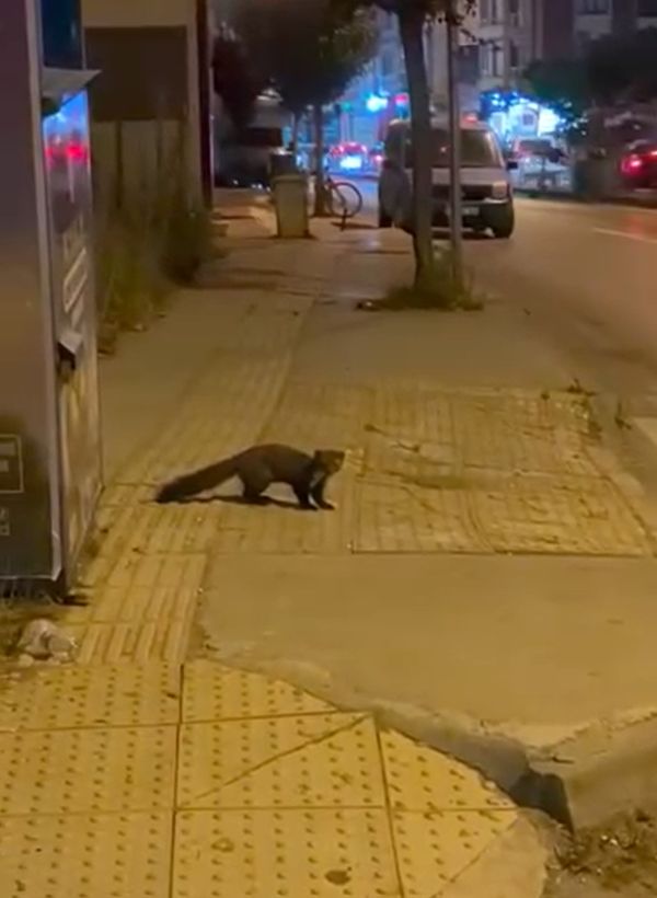 Gece ortaya çıktı... Şehir merkezindeki sansar şaşkınlık yarattı - Resim : 1