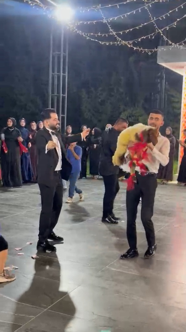 Çeyrek hayali kurarken kuzuya razı oldu: Damada arkadaşından canlı takı - Resim : 2