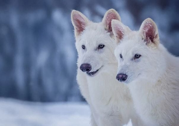 Jurassic Park gerçek oldu... 'Kurt'la yaptılar - Resim: 11