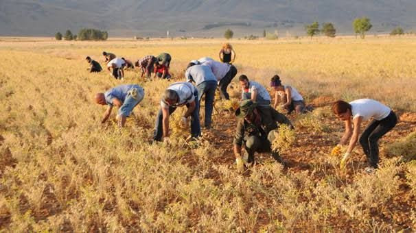 Kilosu 30 liraya kapış kapış satılıyor: Dev hasat başladı - Resim: 1