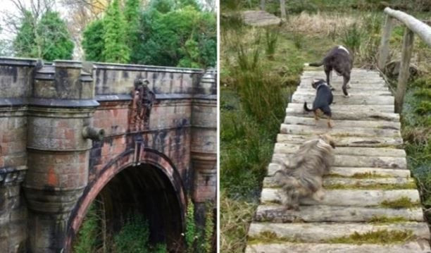 Köpeklerin intihar ettiği yer gizemini koruyor... Hayvanseverlerin kabus yeri - Resim: 8