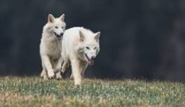 Jurassic Park gerçek oldu... 'Kurt'la yaptılar - Resim: 3