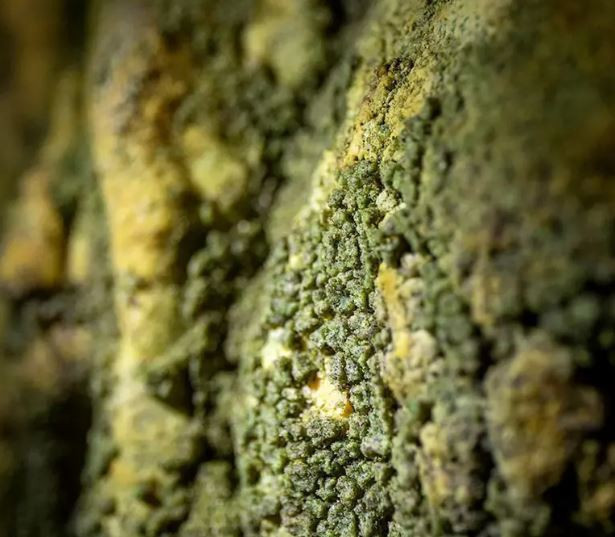 Zifiri karanlıkta fotosentez: Mağaralardan uzaya uzanan keşif - Resim : 2