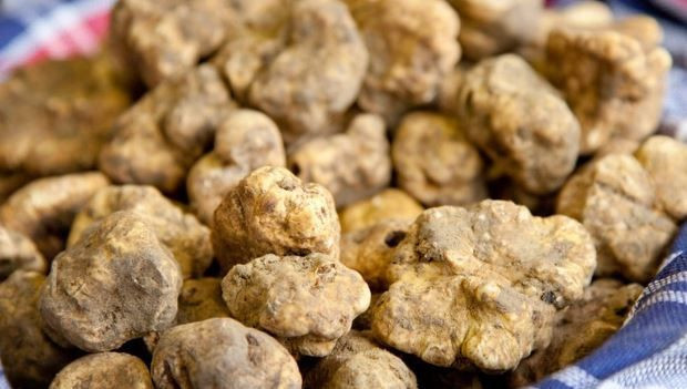 Türkiye’nin 'siyah elması’: Kilosu 20 bin TL - Resim: 6