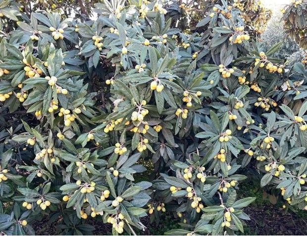 Poşeti alan bahçeye koştu: Köylünün geçim kaynağıydı, artık para etmiyor; hepsini bedava dağıttı - Resim: 2