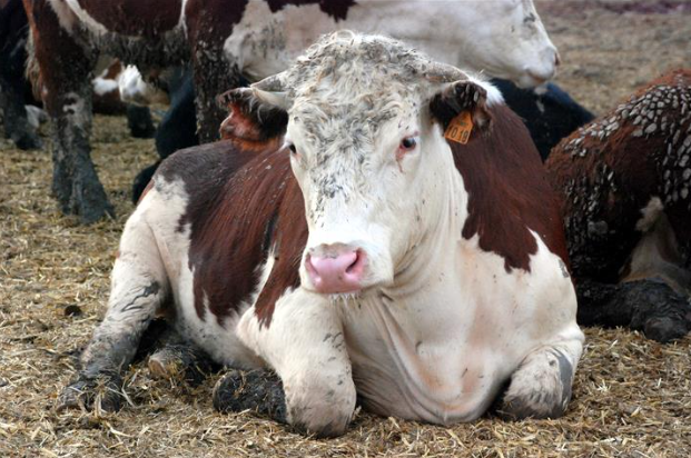 Kurbanlık fiyatları belli oldu, işte en ucuz il - Resim: 4