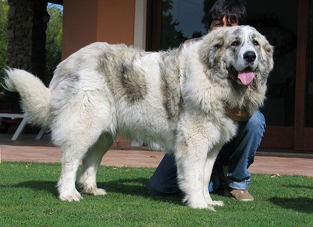 Bu köpekleri besleyenlere yılda 607 bin TL: Her köpek için ayrı ödeme yapılacak - Resim: 7