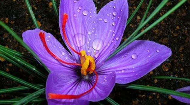 Safran nedir? Nerelerde kullanılıyor? Neden dünyanın en pahalı baharatı? - Resim : 2