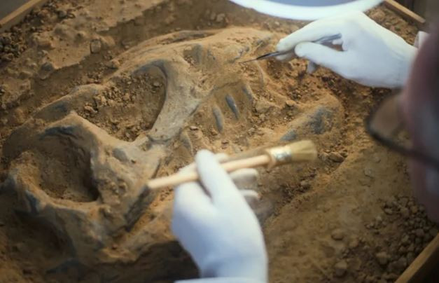 Sahra kumlarından ‘Ejderha Kafatası’ çıktı: 95 milyon yıllık dev keşif… Bilim insanları şaşkın - Resim : 1