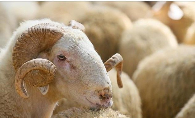 Kurban Bayramı'nda vücuttaki gizli yüke dikkat: Gerekli önlemleri alın - Resim: 4