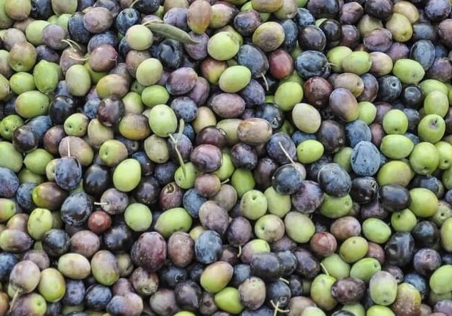 En sağlıklı zeytin açıklandı: Siyah mı yeşil mi tartışması bitti - Resim: 10