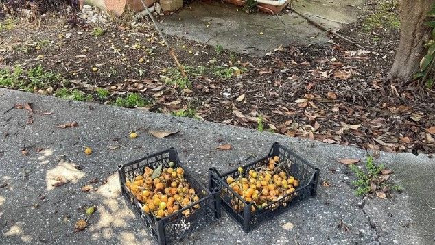 Poşeti alan bahçeye koştu: Köylünün geçim kaynağıydı, artık para etmiyor; hepsini bedava dağıttı - Resim: 3