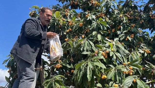 Poşeti alan bahçeye koştu: Köylünün geçim kaynağıydı, artık para etmiyor; hepsini bedava dağıttı - Resim: 4