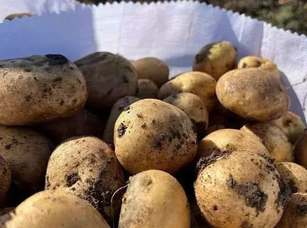 Patatesin bozulmasını engelleyen mucize yöntem: Sadece 1 tane koyun - Resim: 5