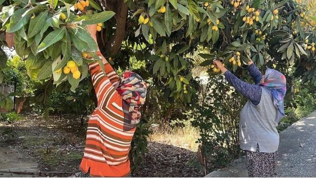 Poşeti alan bahçeye koştu: Köylünün geçim kaynağıydı, artık para etmiyor; hepsini bedava dağıttı - Resim: 7