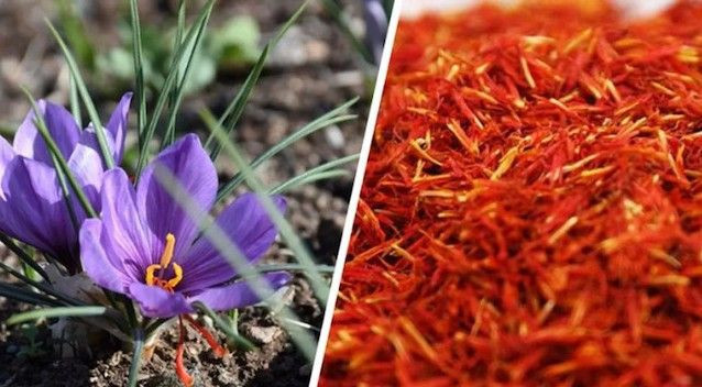 Dünyanın en pahalı ürünü; Hem yerli ve milli hem Türkiye'de yetişiyor, değeri servete bedel - Resim: 4