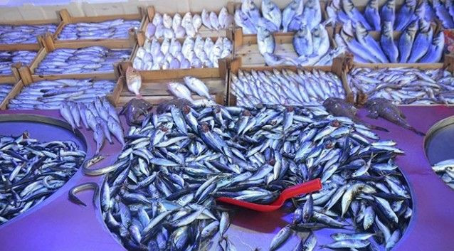 Av sezonu başlıyor: Hamside kıtlık palamutta bolluk - Resim: 4