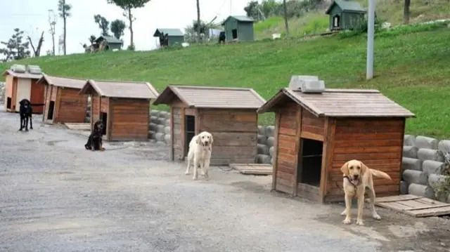 O ülkede sokak köpeği kalmadı... Başıboş köpek sorununu bu yöntemle çözdüler - Resim: 6