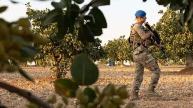 Kilosu 800 bin liraya ulaştı: Tarlalarda 24 saat jandarma nöbeti başladı - Resim: 1