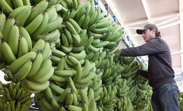 Kilosu 8 TL'ye kadar düştü: Üreticiden marketlere kritik çağrı - Resim: 12