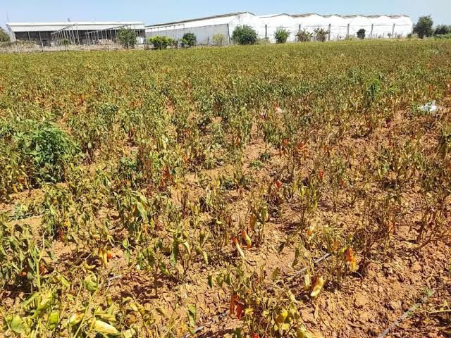 Biberlerden bulaşan salgın hastalığı başladı: Acilen toplatılıyor - Resim: 6