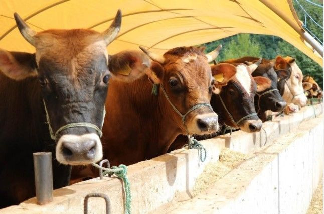 Kurban Bayramı'nda vücuttaki gizli yüke dikkat: Gerekli önlemleri alın - Resim: 11