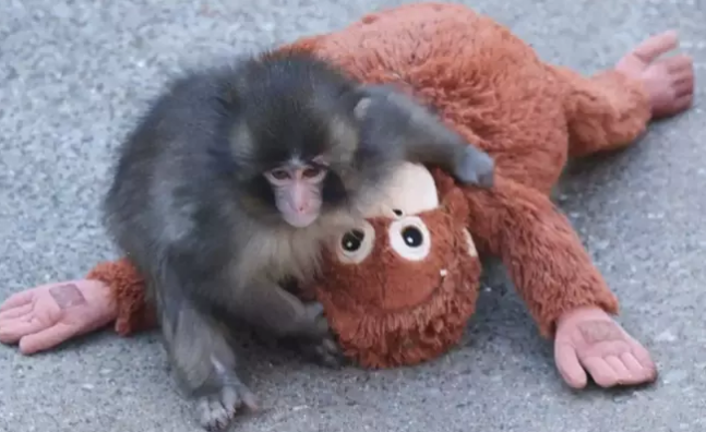 Punch’ın oyuncağı bazı ülkelerde yok sattı - Resim : 2