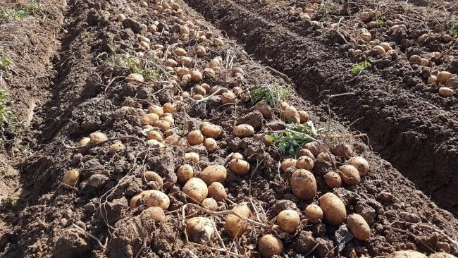 Tarlada kilosu 25 TL'ye kapış kapış satılıyor: Paraya para demiyorlar - Resim: 12