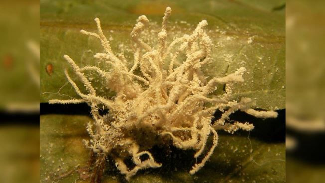 Kuzey İrlanda’da ürperten keşif: Örümcekleri zombiye dönüştürüyor - Resim: 2