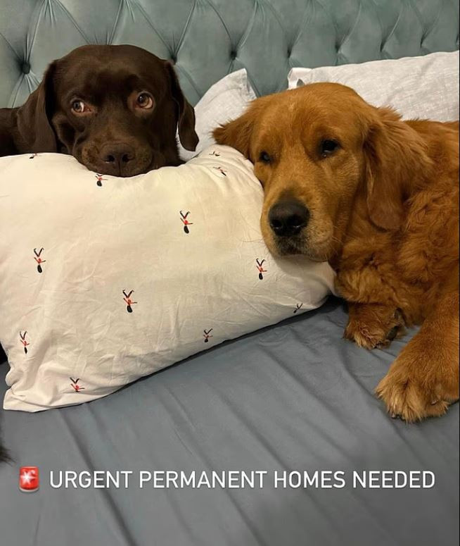 Dubai’de savaşın bedeli hayvanlara kesildi: Evcil hayvanlarını sokağa terk ettiler - Resim : 6