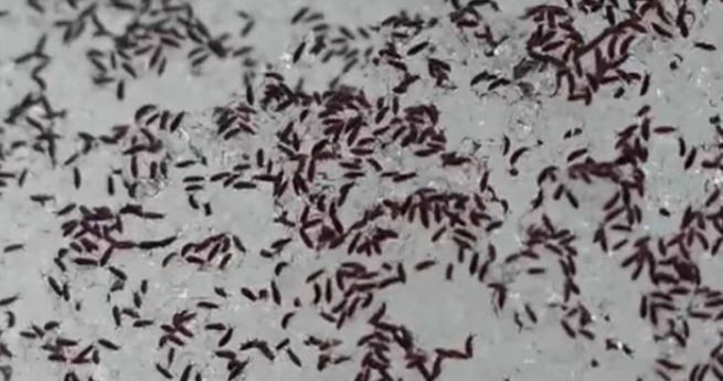 Kar üzerinde milyonlarcası görüldü… Kabus Türkiye’ye geldi mi? - Resim : 3