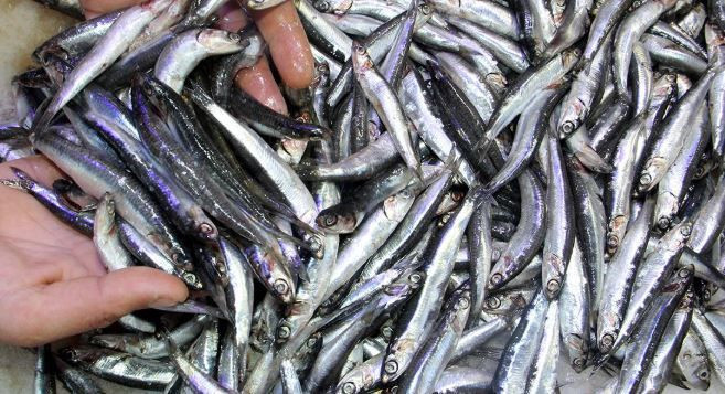 Kalbi koruyor, beyni güçlendiriyor: Sofranın en ucuzu, sağlığın en güçlüsü - Resim: 3