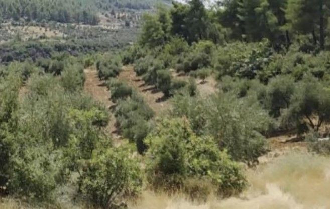 Kilosu 500 TL’den alıcı buluyor: Tarlalarda ne oluyor? - Resim: 14