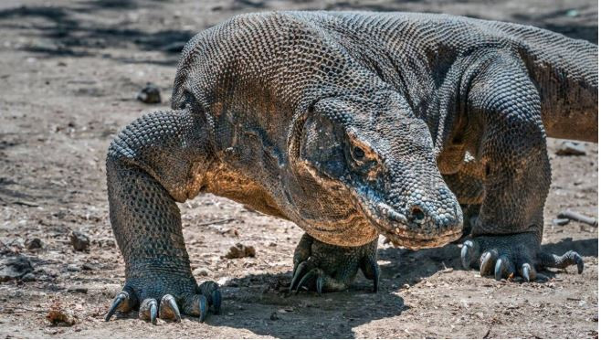 ‘Hobbit’ler, Komodo ejderlerinin peşinden gitmiş - Resim : 2